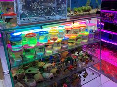 -双季花艺园艺市场(浦东店)