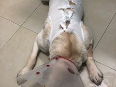 -宠福鑫康馨动物医院·骨科·眼科