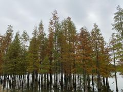 -白鹭湾湿地公园