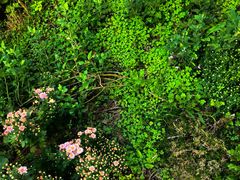 -长白岛森林公园