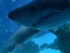 -海合安成都极地海洋公园