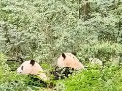 -成都大熊猫繁育研究基地