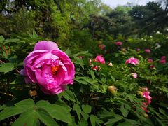 -北京植物园南门售票处