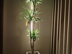 -泰尊道泰式古法按摩(汇景城店)