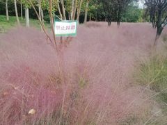 -昆山城市生态森林公园