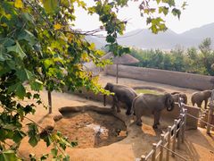 -西霞口神雕山野生动物世界