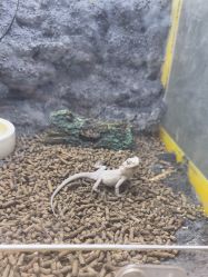 -神奇动物撸宠馆·羊驼·小浣熊·异宠(豫园店)