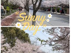 -高东镇樱花园