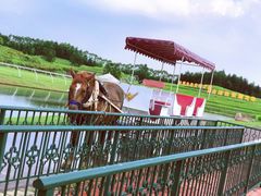 -迪茵湖田家舍生态农场
