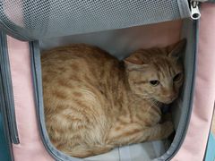 -荔康动物医院(康王北路店)