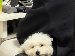 -安安宠医宠物医院·异宠·犬猫内科(岳阳分院)