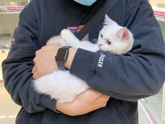 -lincat·猫舍(广州店)