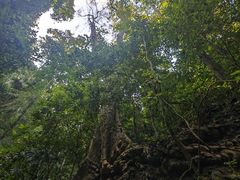 -西双版纳原始森林公园