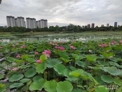 -澹台湖公园
