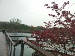 -昆山城市生态森林公园