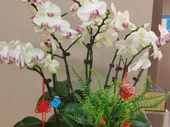 -高丽馆(尊茂店)