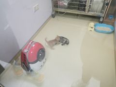 -艾贝尔宠物医院·24H转诊中心·肿瘤猫专科(江宁双龙店)