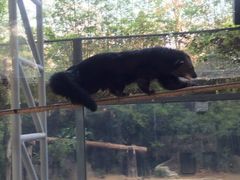 -清迈夜间动物园