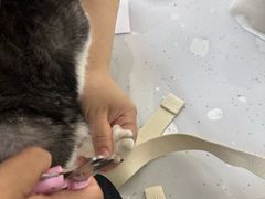 -美联众合动物医院·24h京西诊疗中心
