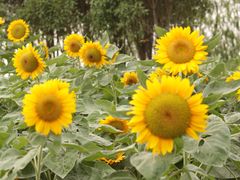 -艾溪湖湿地公园