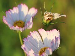 -春花秋色城市公园