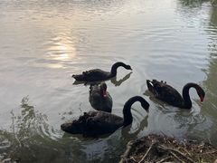 -长兴太湖图影湿地文化园