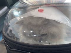 -天使宠物医院·犬猫分诊(彩虹店)