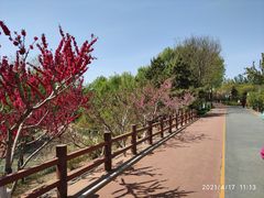 -大兴滨河森林公园