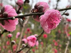 -桃花涧