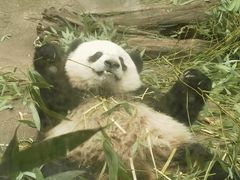 -都江堰中华大熊猫苑