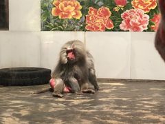 -西安秦岭野生动物园