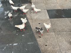 -江燕路万科里