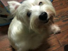 -PETKIT 小佩宠物·低压洗护·美容·寄养(安远店)