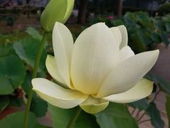 -莲花池公园