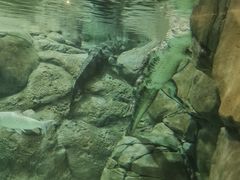 -上海海洋水族馆