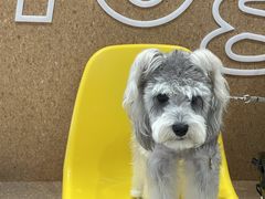 -帕帕拉兹宠物(亚洲旗舰店)