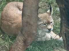 -青藏高原野生动物园