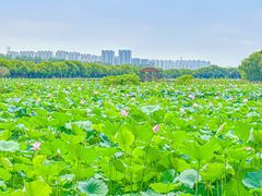 -荷塘月色湿地公园·向阳花洲