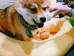 -逗柴咖啡屋·狗咖猫咖宠物桌游