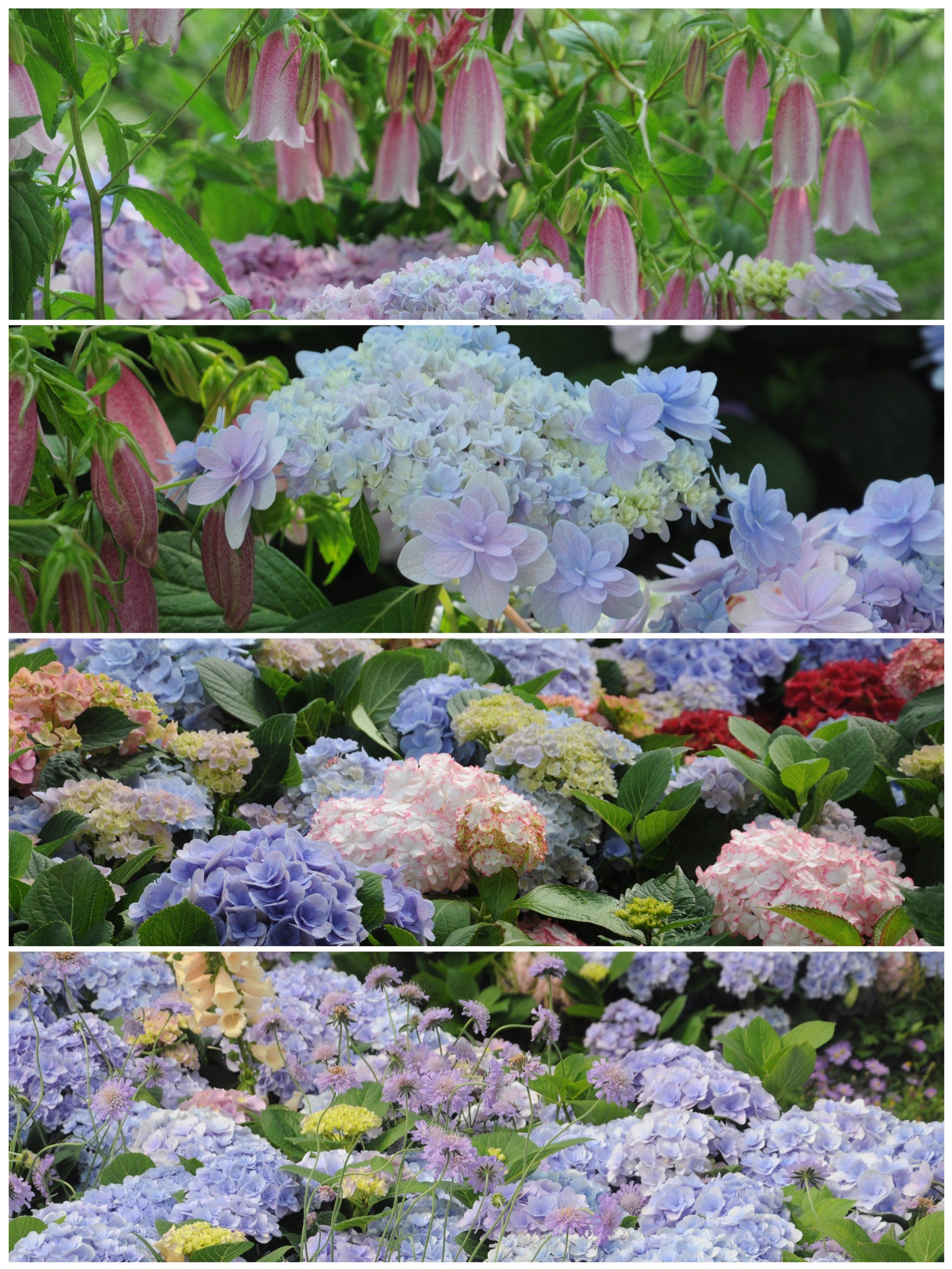 海宁国际花卉节