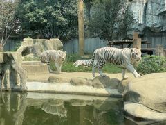 -常州淹城野生动物世界