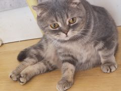 -猫咪派对(江南西店)