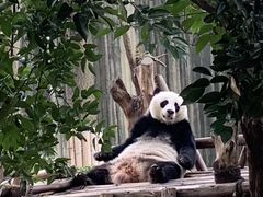 景点-成都大熊猫繁育研究基地