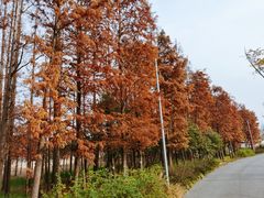 -上海长兴岛郊野公园