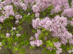 -永定河休闲森林公园