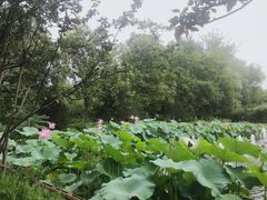 -潇湘甲鱼村(清河店)