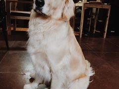 -百好乐宠物友好餐厅(朝外大街店)