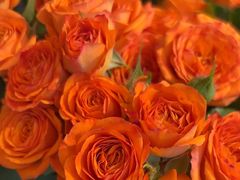 -爱尚幸福鲜花(上地实体店)