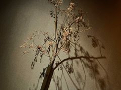 -桐寿司Sushi Tong