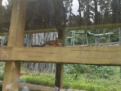 -贵州森林野生动物园